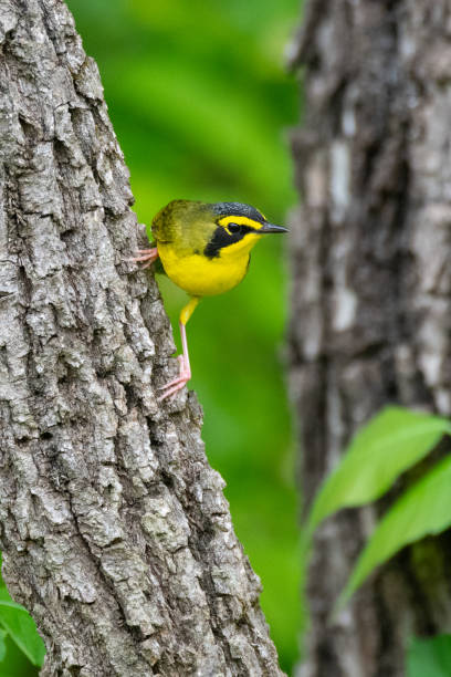 istock Kentucky Warbler, Vache Grasse Corps of Engineers Park, AR 2158885622
