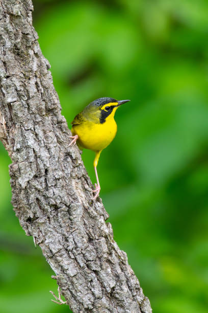 istock Kentucky Warbler, Vache Grasse Corps of Engineers Park, AR 2158885722