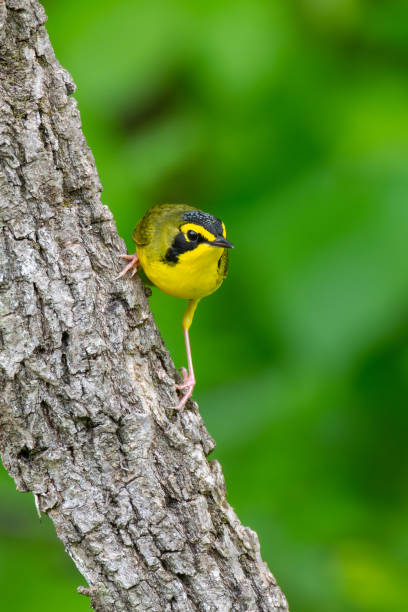 istock Kentucky Warbler, Vache Grasse Corps of Engineers Park, AR 2158886291