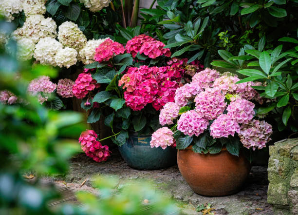 istock Blooming pink hydrangea in garden pots 2158886362