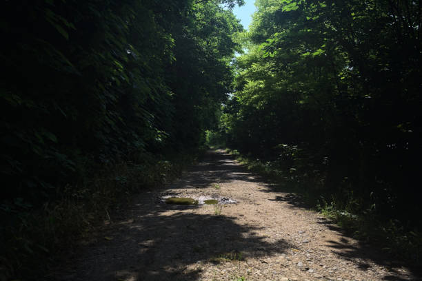 Dirt path under the arching trees in a grove on a sunny day in the italian countryside