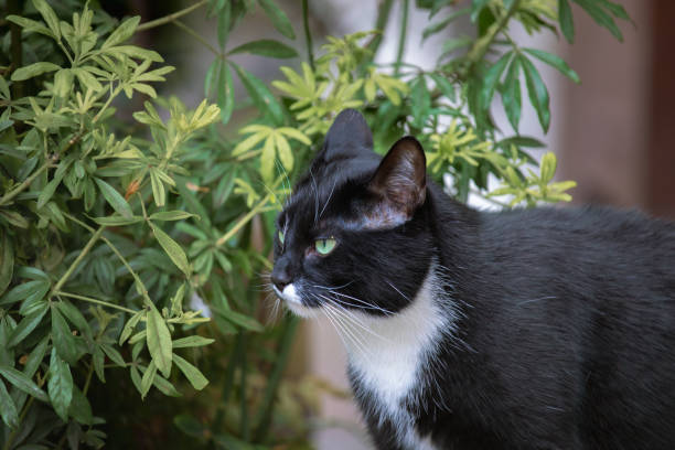 Cat on the street with flower