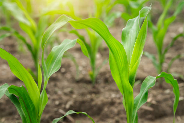 istock Young corn plants growing on the field natural sun light on background 2158889632