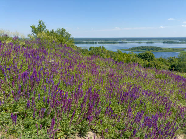 istock Blooming wild salvia on glade on high hilly river bank 2158893428