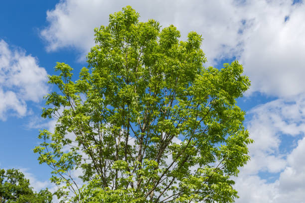 Top part of the young ash-tree on a background of the partly cloudy sky in spring sunny day