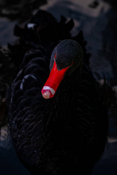 black swan swimming on lake inside iron mesh