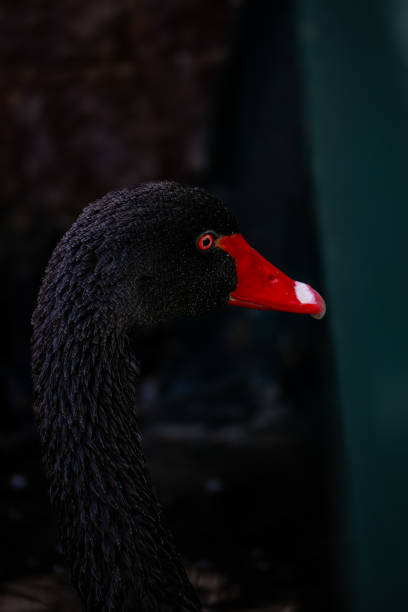istock Red-beaked black swan 2158895249