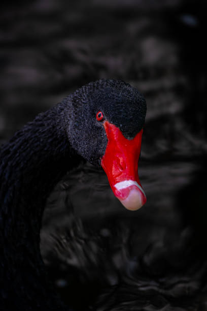 istock Red-beaked black swan 2158895264