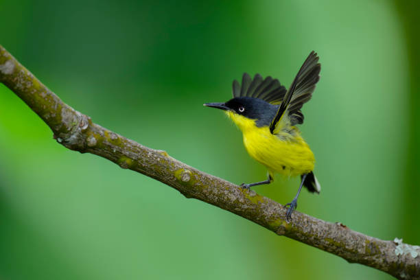 istock Common Tody-Flycatcher ,Todirostrum cinereum. 2158895314