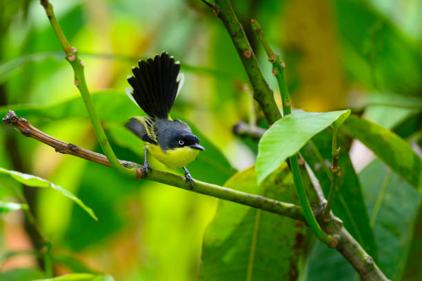 Common Tody-Flycatcher ,Todirostrum cinereum. Also known as Black-fronted tody-flycatcher. It is a very small passerine bird in the tyrant flycatcher family.