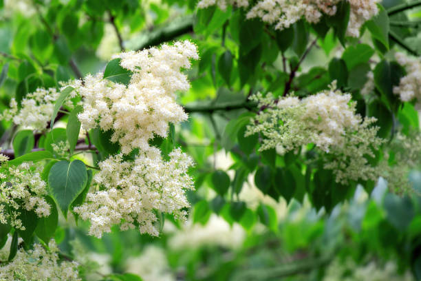 Delicate white blooms of Peking lilac (Syringa pekinensis) in full spring splendor