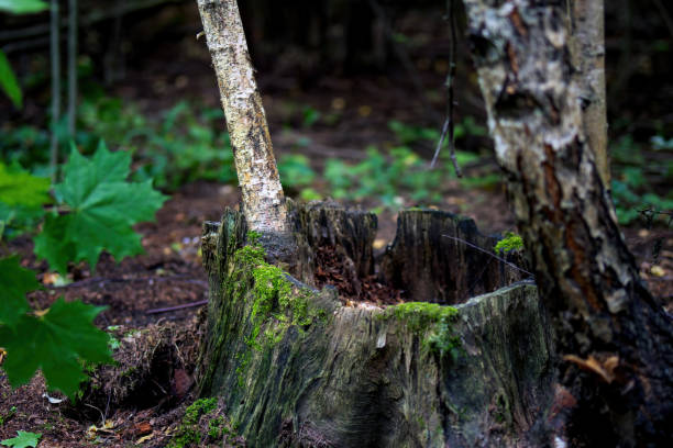 one old gray birch tree stump in the ground in nature