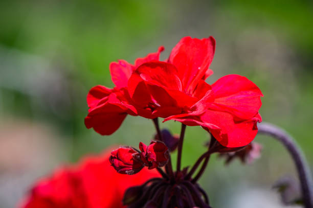 Close up of a flower head on a red rose flowered Geranium growing in a garden. 1