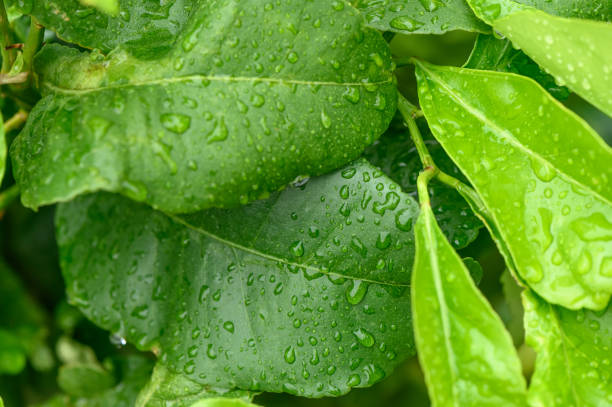 A ficus houseplant, wet from the rain.1