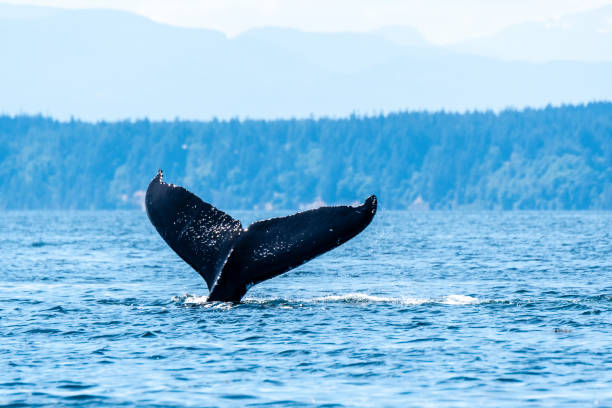 istock Glistening Humpback Fluke 2158908592