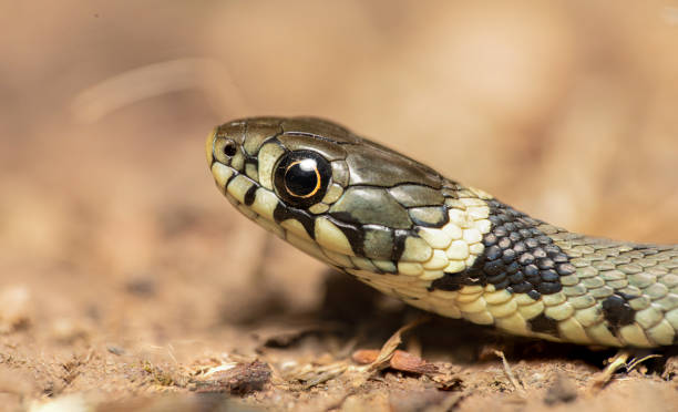 Wild grass snake baby (Natrix helvetica) close up