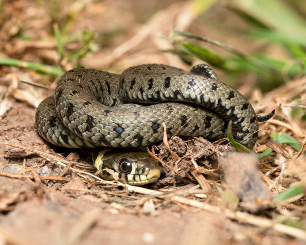 istock Wild grass snake baby (Natrix helvetica) 2158912250