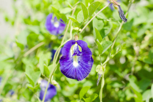 istock Clitoria ternatea commonly known as Asian pigeonwings 2158912757