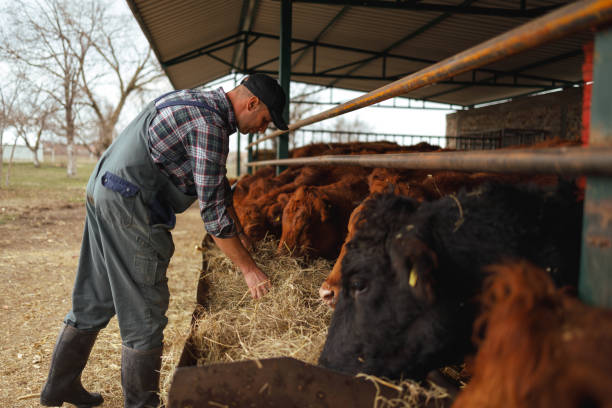 istock Feeding Time at the Cattle Shed 2158914650