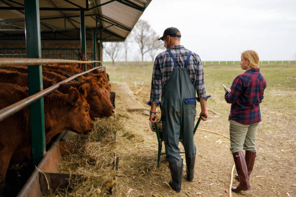 istock Feeding Time at the Cattle Shed 2158914673