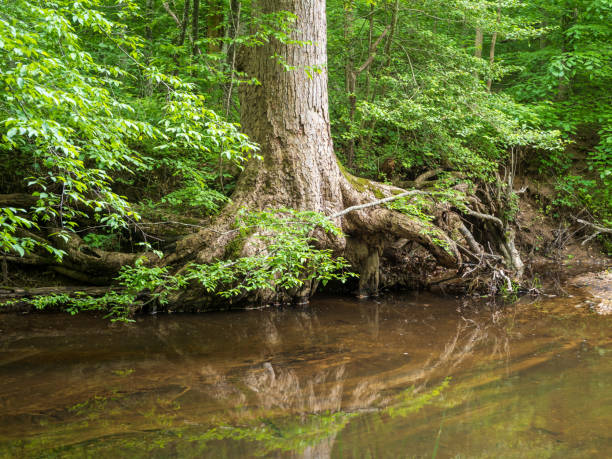 istock Tree root refelected in the stream in Prince William Forest Park, Virginia. 2158916561