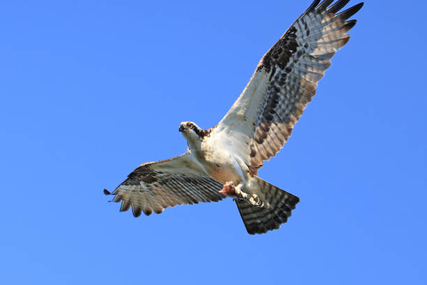 istock Osprey flying on the blue sky background 2158924934