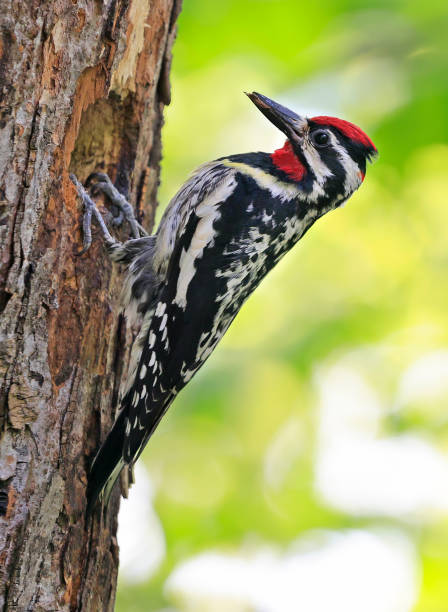 istock Yellow-bellied Sapsucker on a tree trunk into the forest 2158924960