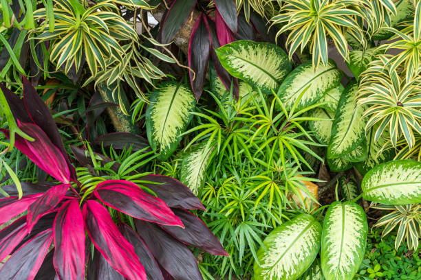 istock Tropical Plants and leaves in Bali, Indonesia 2158926010