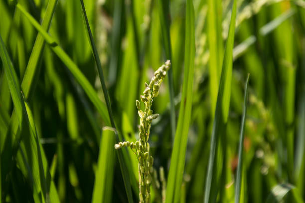Close up view of young rice grains on a blurry background