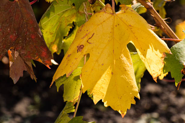 autumn and yellowed leaves