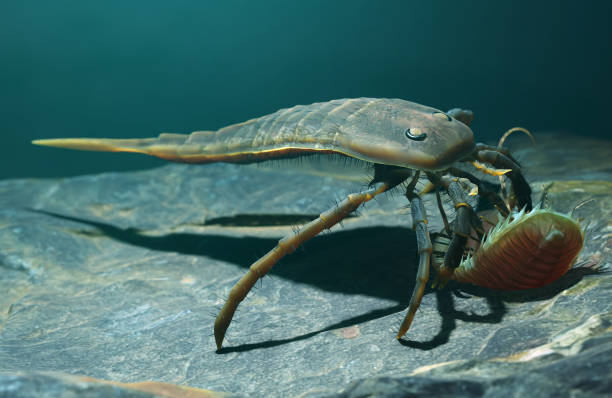 istock Illustration of Extinct Eurypterid Kokomopterus on a seafloor scavenging a dead trilobite 420 million years ago 2158926886
