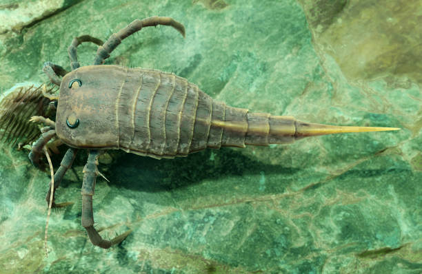 istock Kokomopterus Eurypterid On A Seafloor Scavenging a Dead Trilobite 2158926891