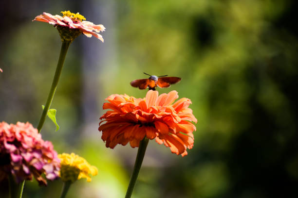 butterfly on an orange flower. High-quality photo