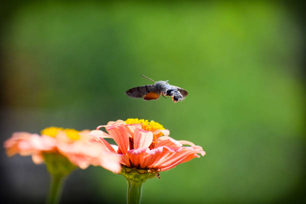 ladybird on a flower. High-quality photo