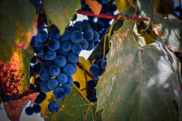 Fresh bunch of grapes. High-quality photo