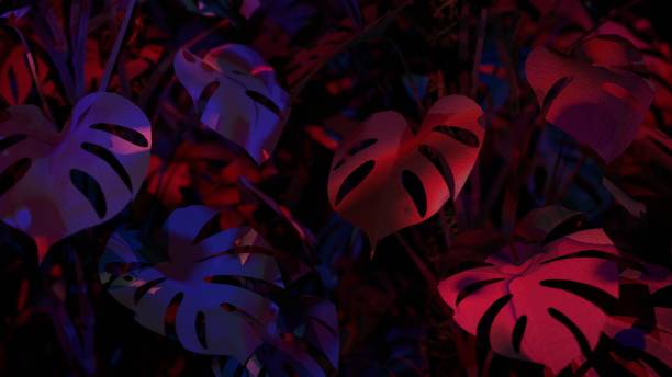 istock abstract Monstera plant, 3d rendering, black background 2158929816