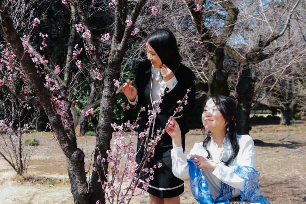 Spring park: Cherry blossoms in Public park