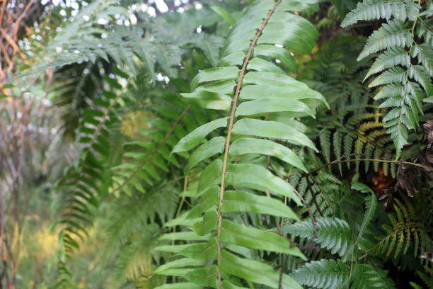 istock Monstera plant leaves 2158932231