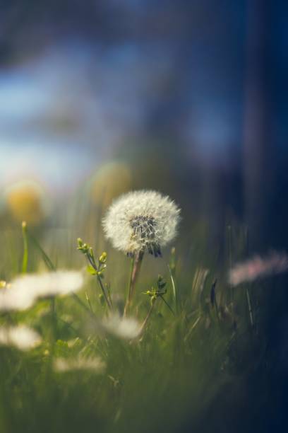 istock a dandelion seed head in a grassy field with a blurred background 2158932534
