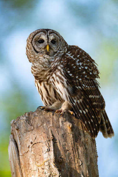 istock Barred Owl, Sequoyah National Wildlife Refuge, OK 2158933320