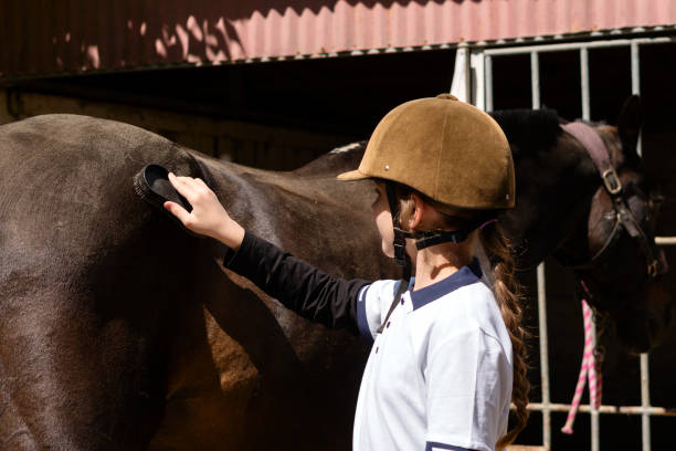 istock Child brushing dark horse's hindquarters at stable. 2158933540