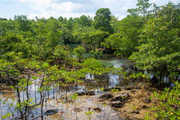 istock Young mangroves on soil with water. Horizontal. 2158933923