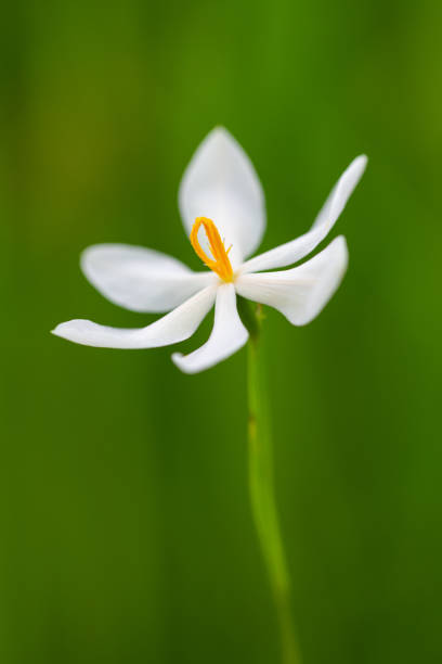This particular species of Celestial Lily (Nemastylis nuttallii) has become rare in Arkansas and probably extirpated from Oklahoma. It opens up just before sunset. This particular flower was photographed at the H.E. Flanagan Prairie in Northwestern Arkansas. This white specimen is exceedingly rare.
