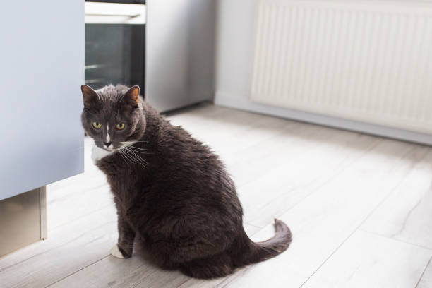 istock Grey pet cat sitting on  light wooden floor. 2158935185