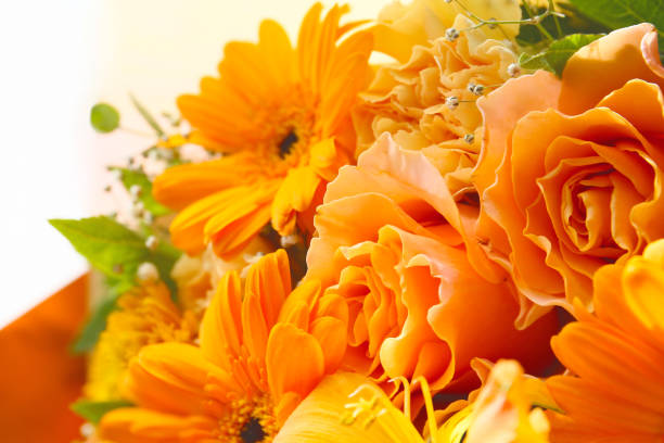 Pictured various kind of flowers in a white background.