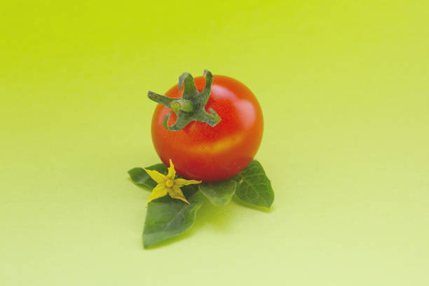 ripe red cherry tomatoes on a vivid green background