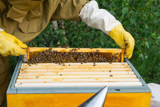 istock A beekeeper, a woman in a protective suit against bee stings, holds a frame with honey from a bee hive in her hands. Beekeeping, care of the hive 2158936718