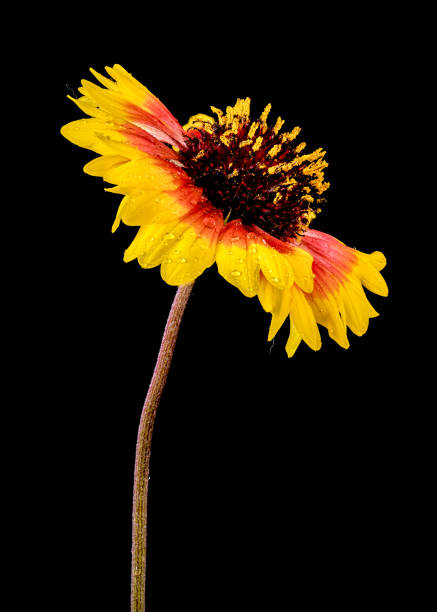 istock Blooming red Gaillardia on a black background 2158939820