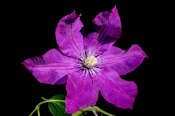 istock Blooming purple clemantis on a black background 2158940032