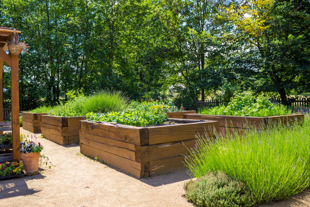 Vegetable garden with raised beds in the backyard with cabbage and peppers